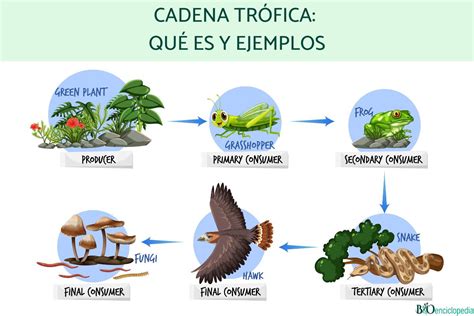 cadena trofica - cadena de suministro